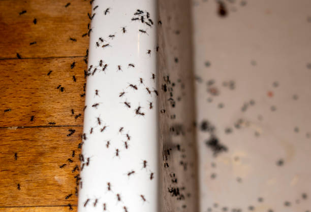 Best Residential Pest Control  in East Petersburg, PA