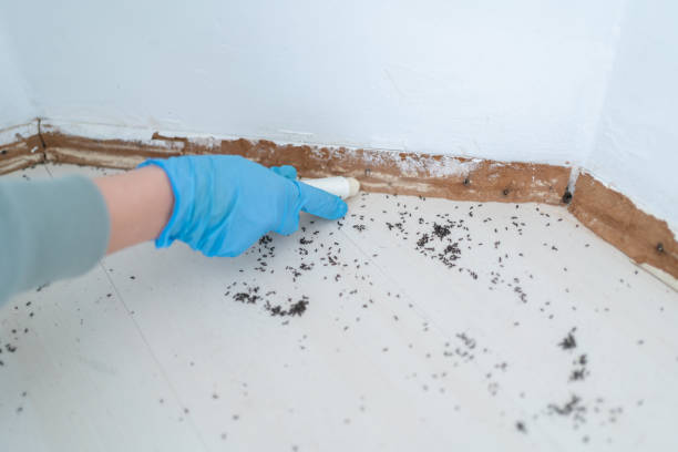 Best Flea Control Services  in East Petersburg, PA